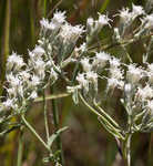 False fennel